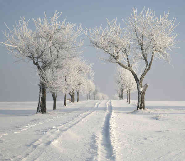Sm Snow Trees